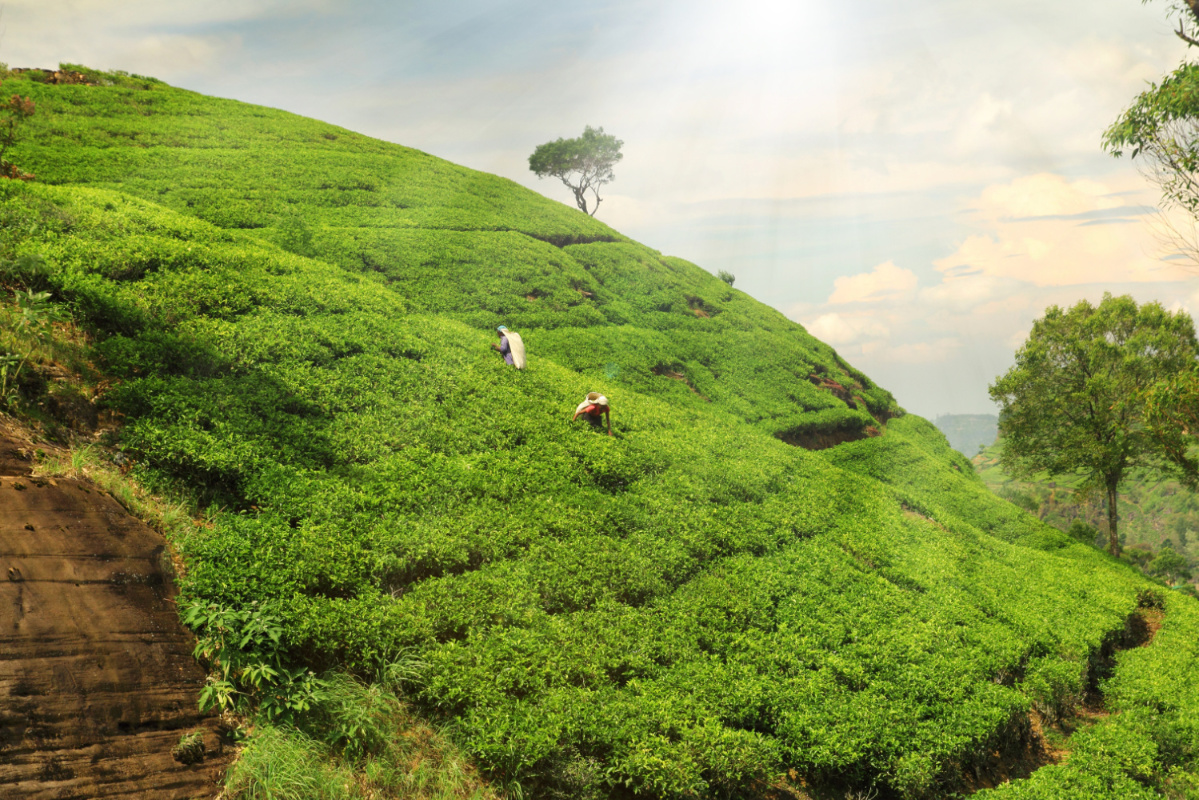 tea plantation hills